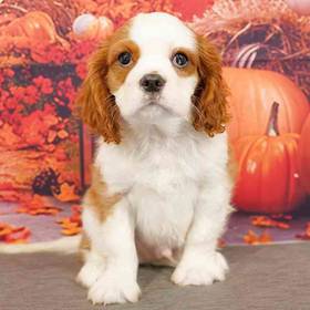 Cavalier King Charles Spaniel