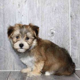 Morkie