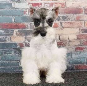 Mini Schnauzer