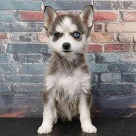 Alaskan Klee Kai