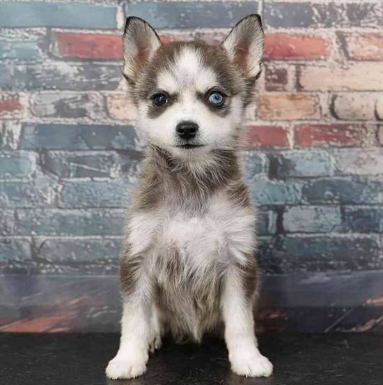 Alaskan Klee Kai