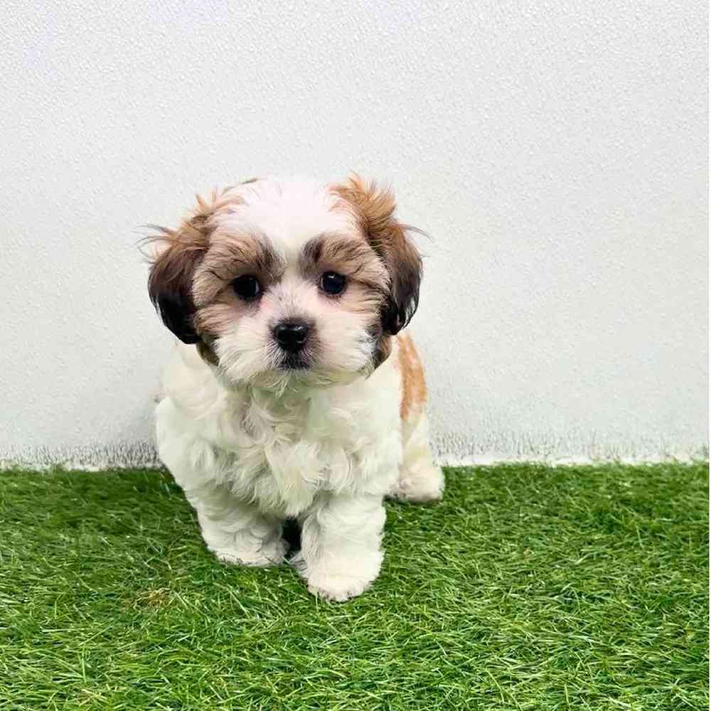 Image of a pet breed in the gallery