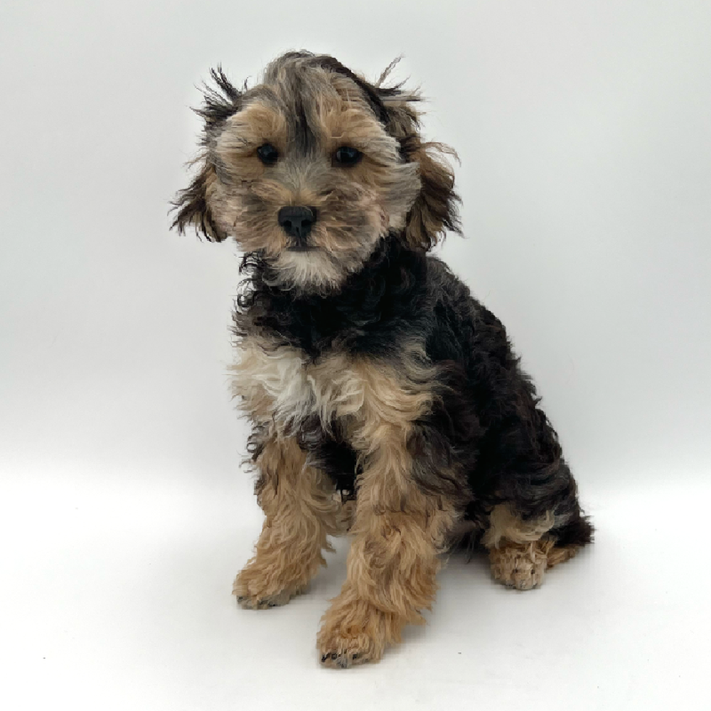 Male Yorkie-Poo Puppy for Sale in San Antonio, TX