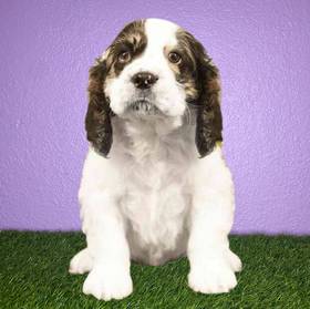 Cocker Spaniel