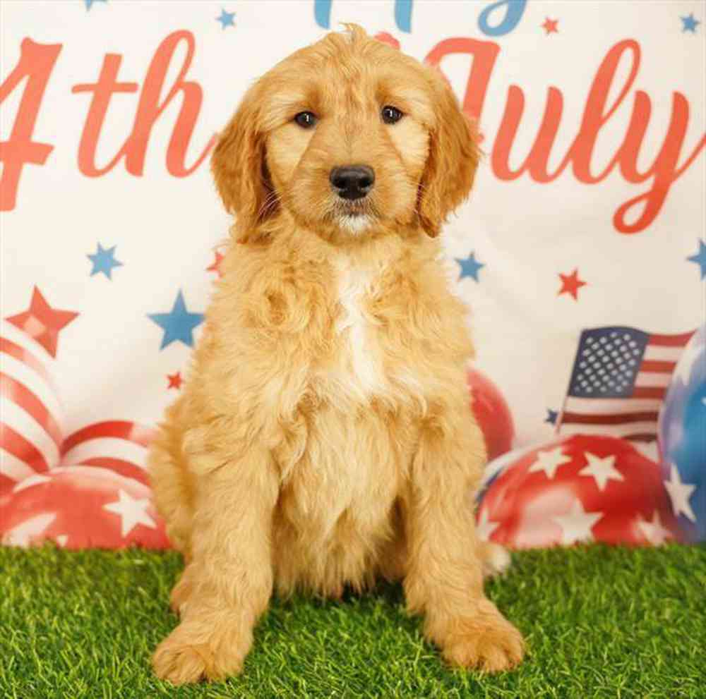 Image of a pet breed in the gallery