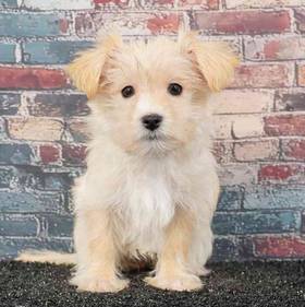 Morkie