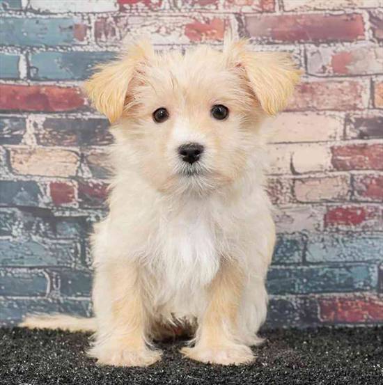 Morkie