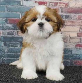 Shih Tzu