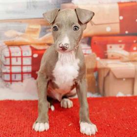 Italian Greyhound
