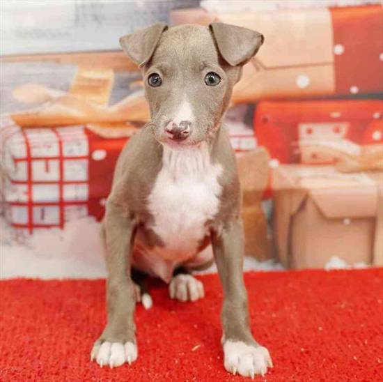 Italian Greyhound