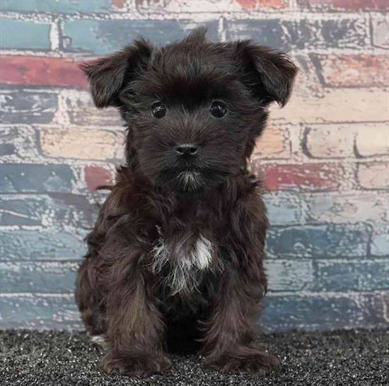 Morkie