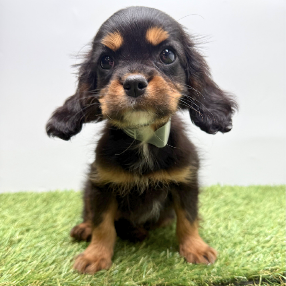 pet breed image
