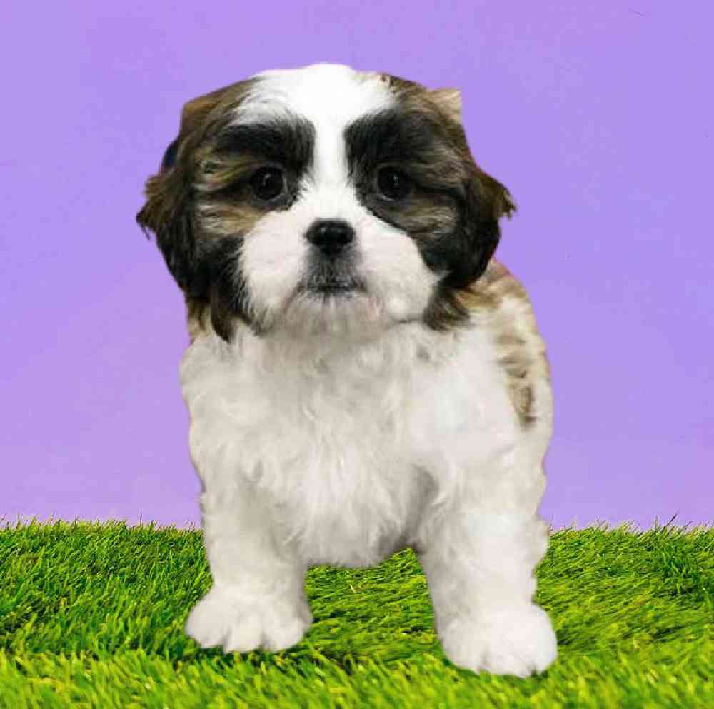 carousel pet images