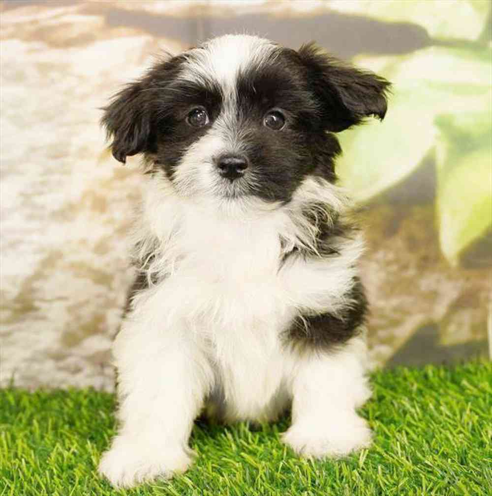 Image of a pet breed in the gallery