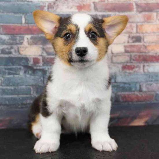 Pembroke Welsh Corgi