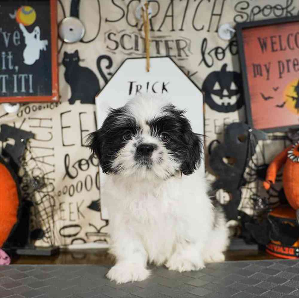 carousel pet images