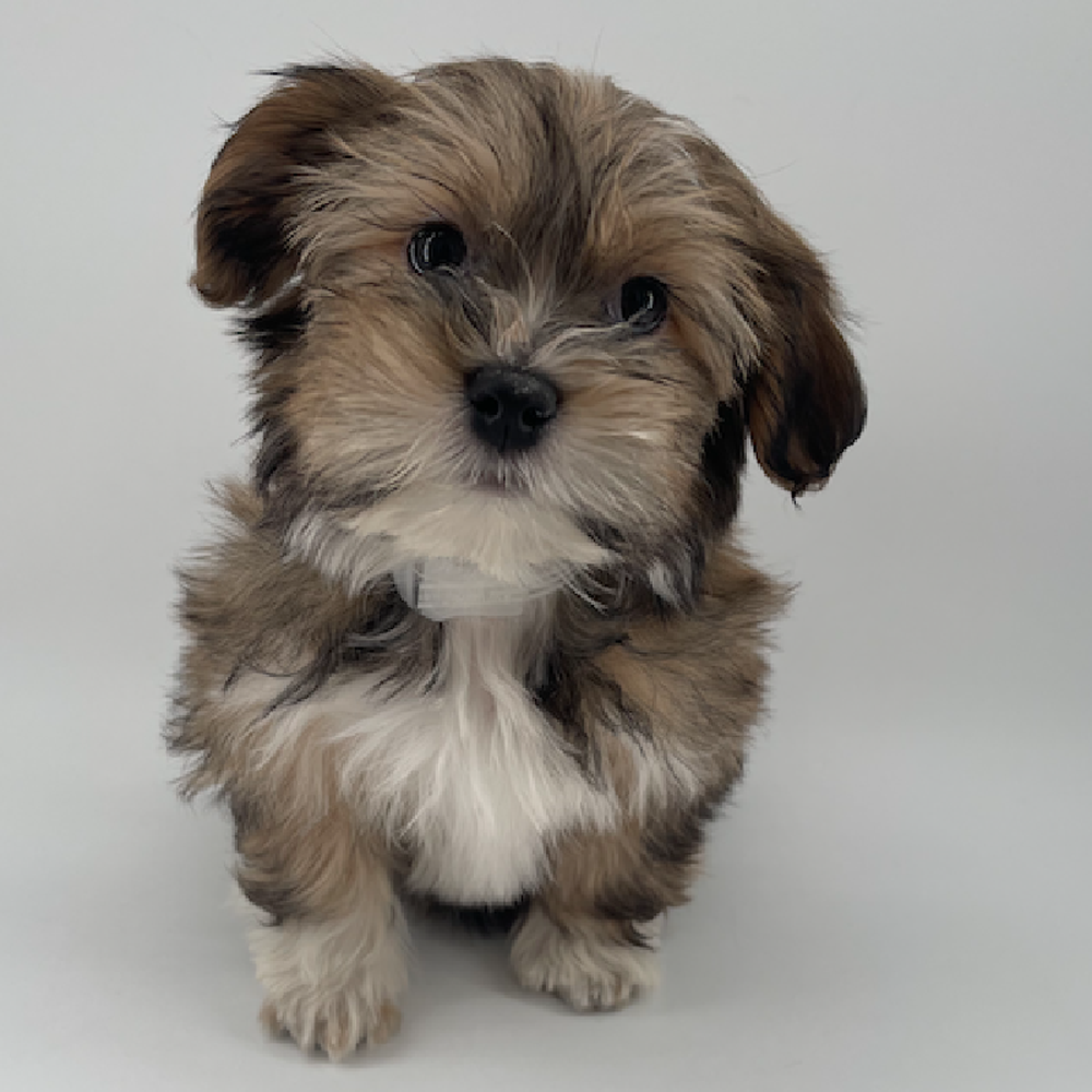 pet breed image