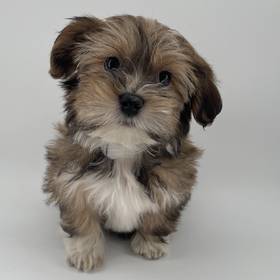 Havanese