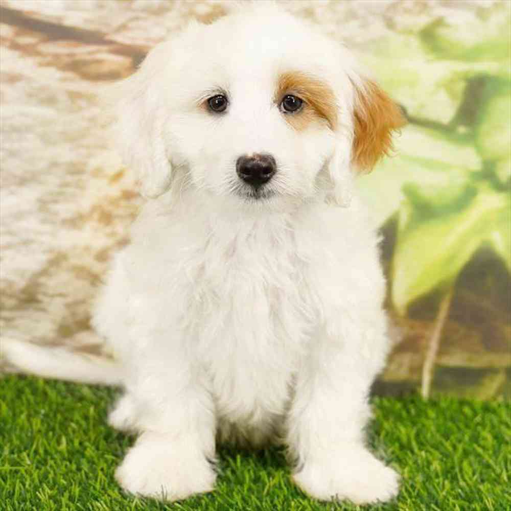Image of a pet breed in the gallery