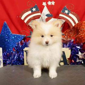 Pomeranian