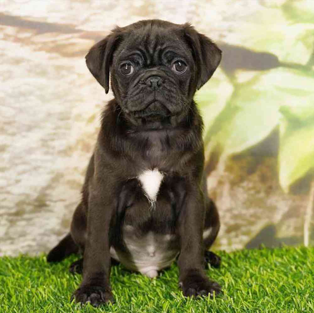 Image of a pet breed in the gallery