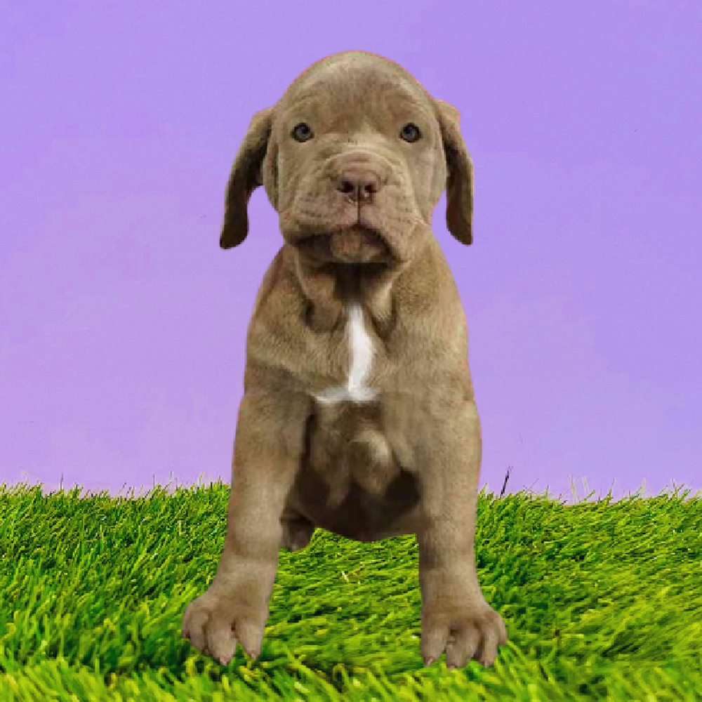 carousel pet images
