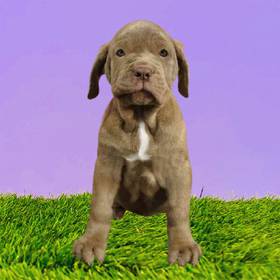 Neopolitan Mastiff