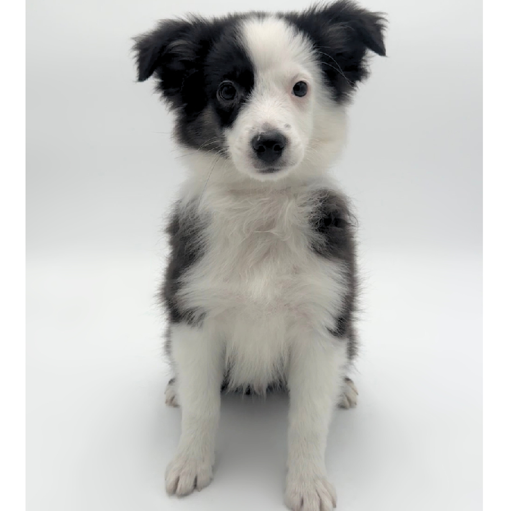 Image of a pet breed in the gallery