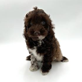 Cockapoo