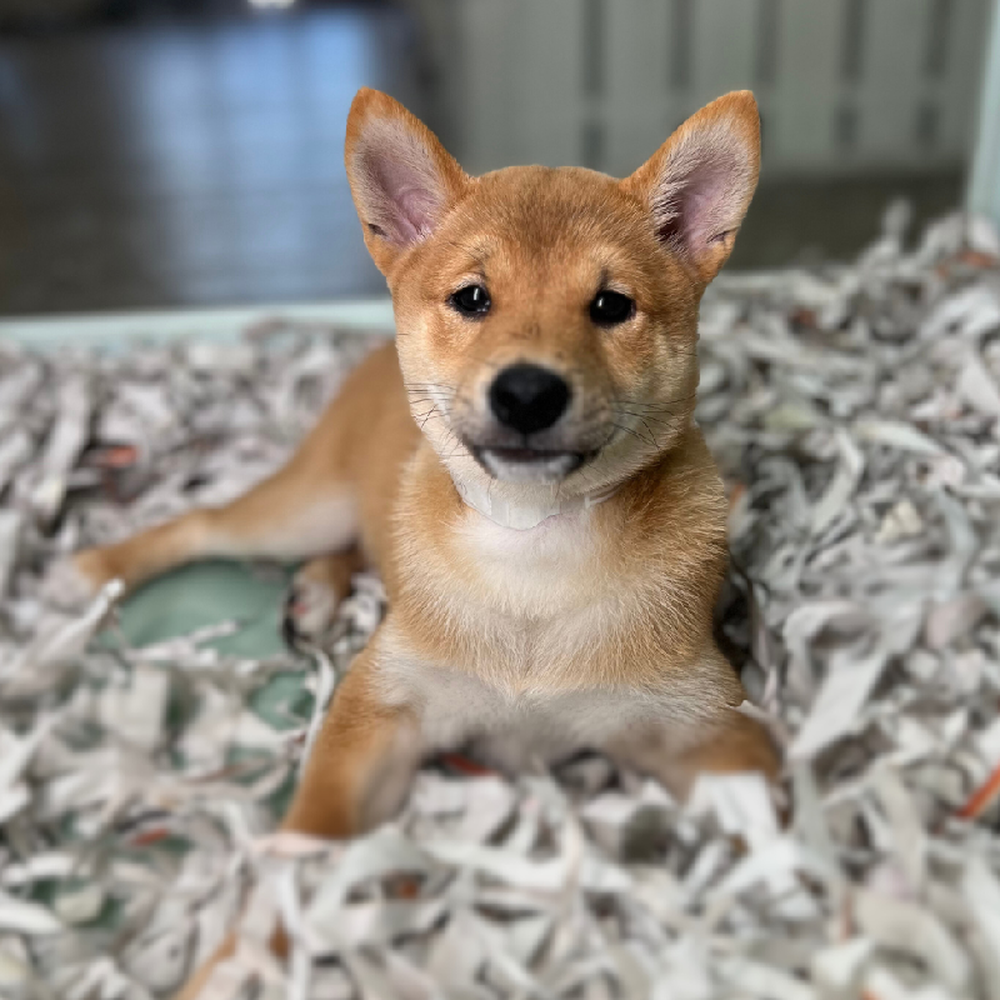 carousel pet images
