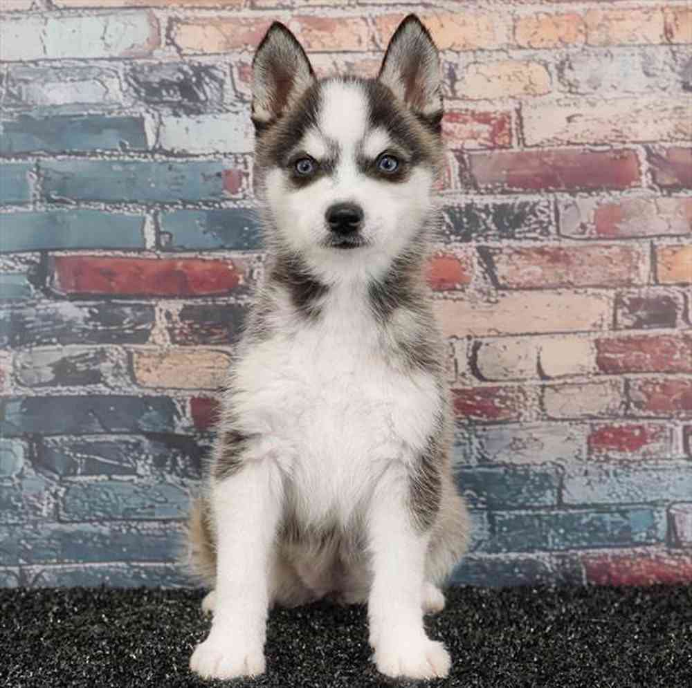 Image of a pet breed in the gallery