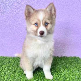 Pomsky