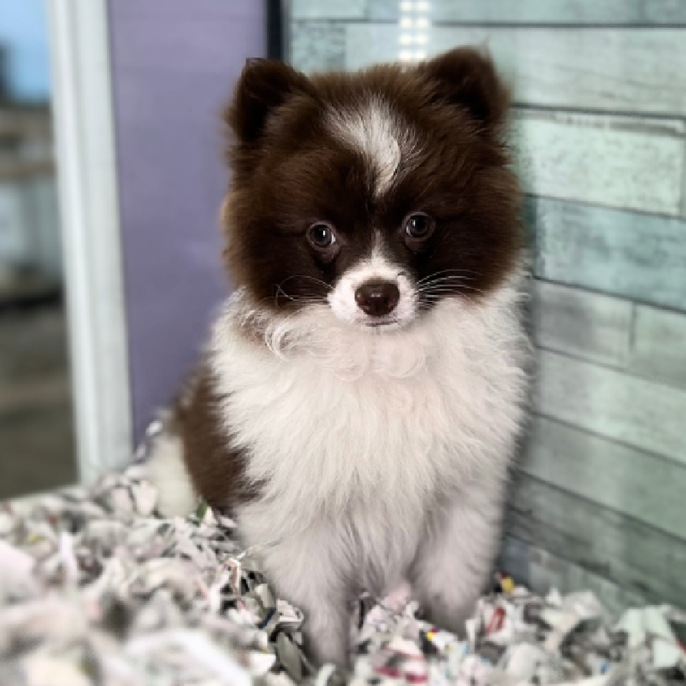 carousel pet images