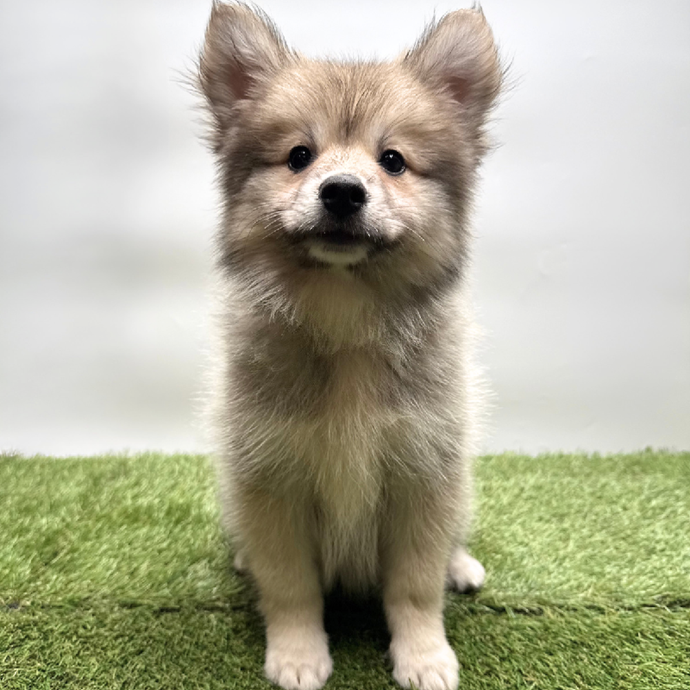 pet breed image