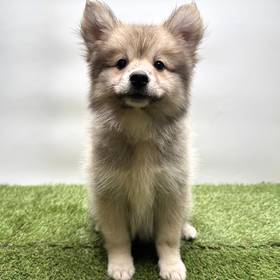 Pomsky