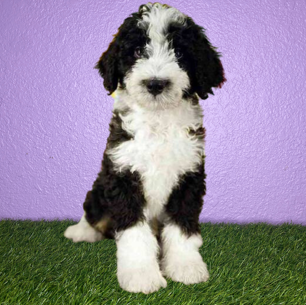 Male 2nd Gen Standard Bernedoodle Puppy for Sale in New Braunfels, TX