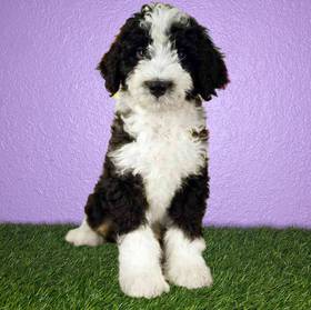 2nd Gen Standard Bernedoodle