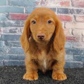 Dachshund