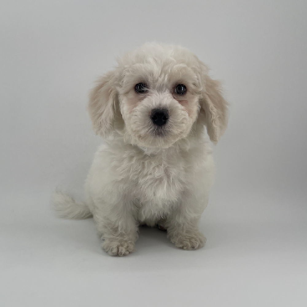 pet breed image