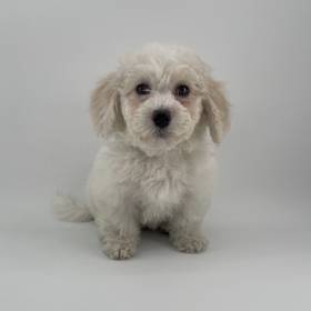 Bichon