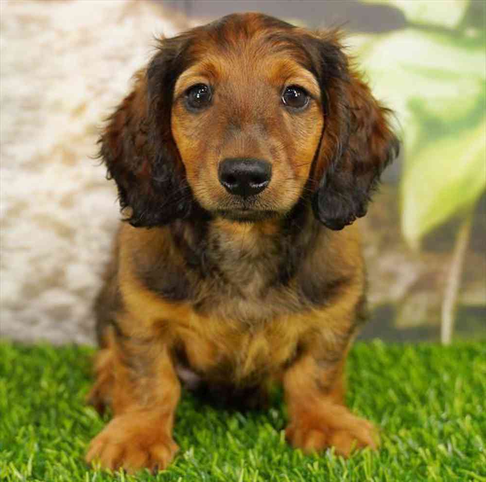 Image of a pet breed in the gallery
