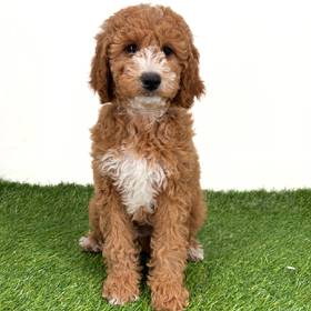 2nd Gen Standard Goldendoodle
