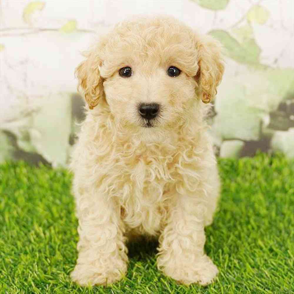 Image of a pet breed in the gallery