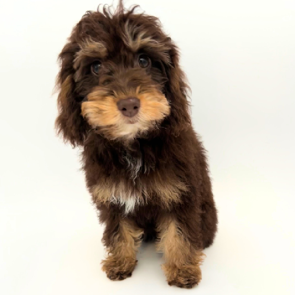 carousel pet images