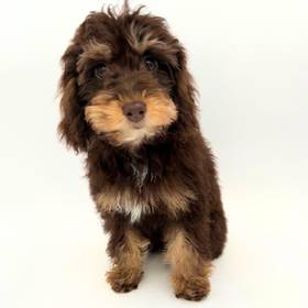 Cockapoo