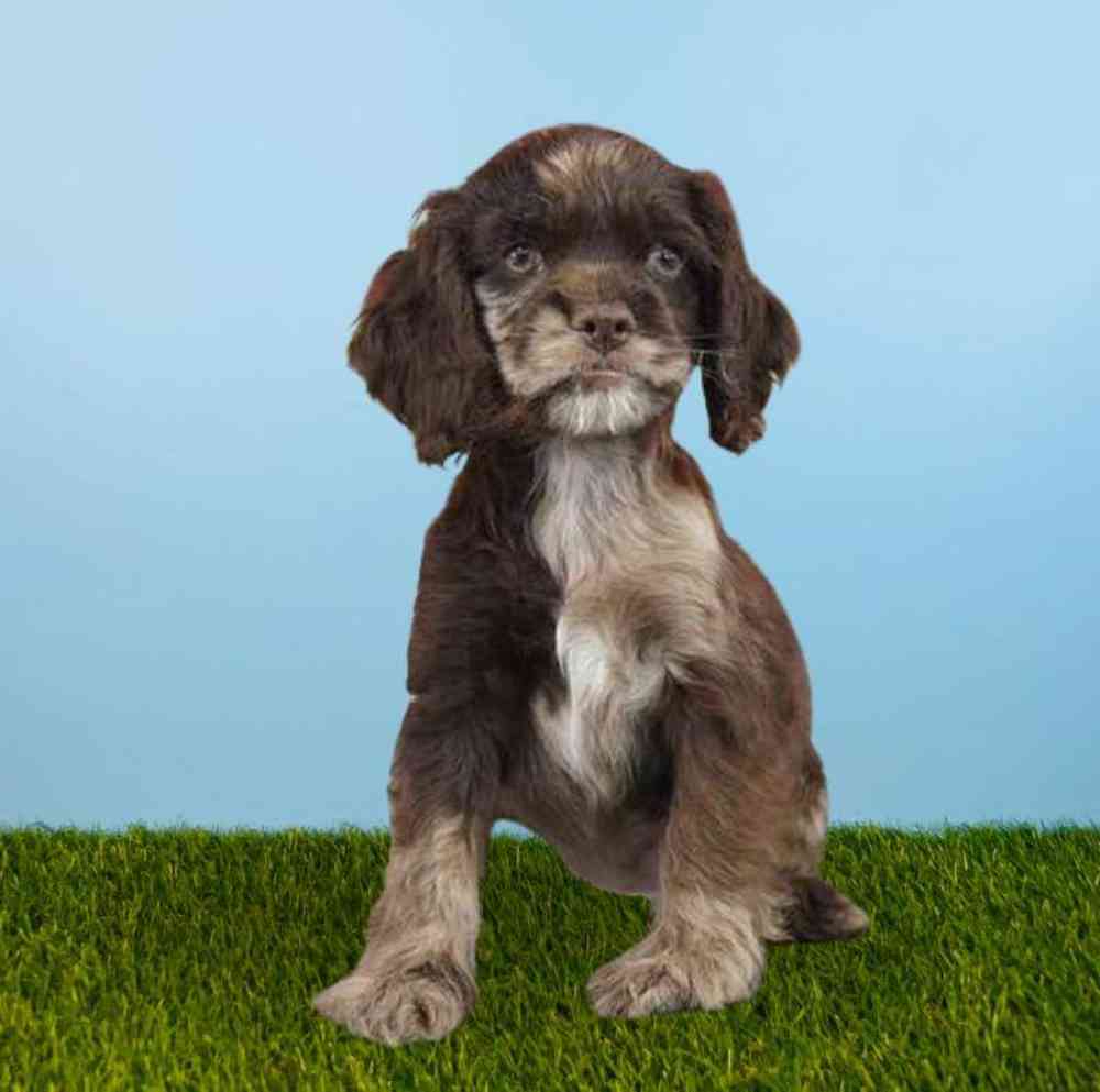 carousel pet images