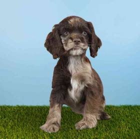 Cocker Spaniel