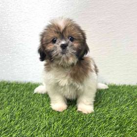 Shih Tzu