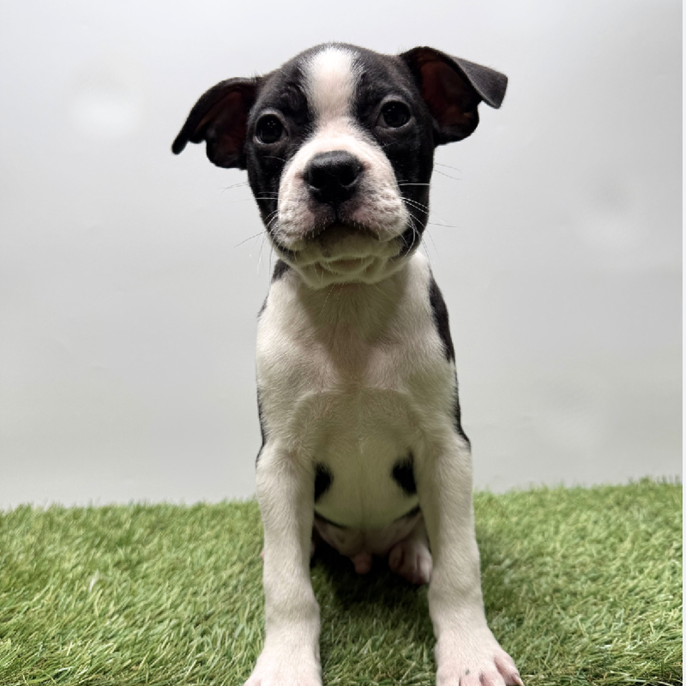 pet breed image