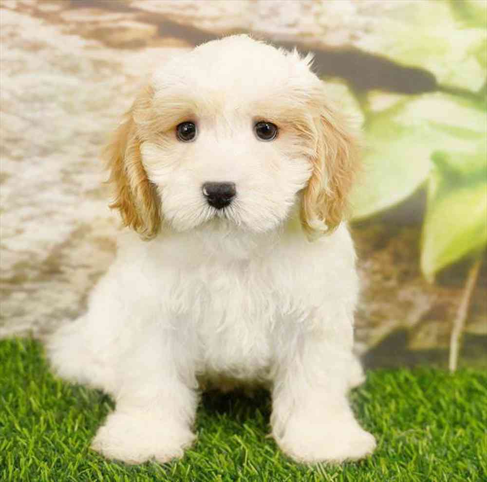 Image of a pet breed in the gallery